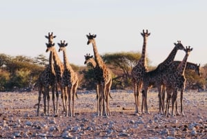 Windhoek: 3-Day Guided Safari in Etosha with Lodge
