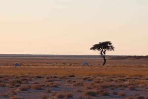 Windhoek: 3-Day Guided Safari in Etosha with Lodge