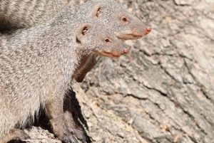 Windhoek: 3-Day Guided Safari in Etosha with Lodge