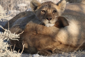 Windhoek: 3-Day Guided Safari in Etosha with Lodge