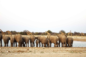 Windhoek: 3-Day Guided Safari in Etosha with Lodge