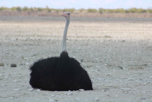 Windhoek: 3-Day Guided Safari in Etosha with Lodge