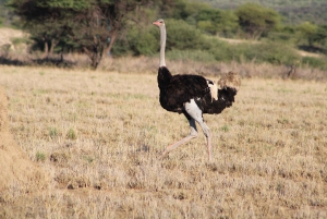 Windhoek: 3-Day Guided Safari in Etosha with Lodge