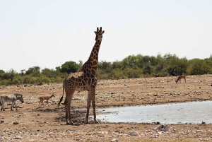 Windhoek: 3-Day Guided Safari in Etosha with Lodge