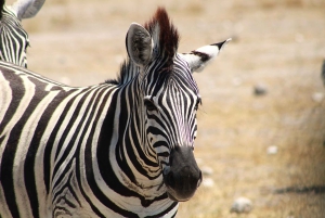 Windhoek: 3-Day Guided Safari in Etosha with Lodge
