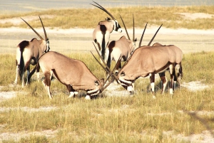 Windhoek: 3-Day Guided Safari in Etosha with Lodge