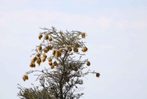 Windhoek: 3-Day Guided Safari in Etosha with Lodge