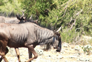 Windhoek: 3-Day Guided Safari in Etosha with Lodge