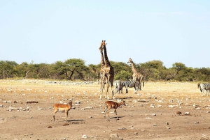 Windhoek: 3-Day Guided Safari in Etosha with Lodge