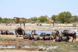 Windhoek: 3-Day Guided Safari in Etosha with Lodge