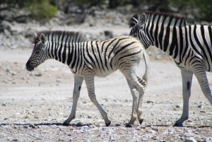 Windhoek: 3-Day Guided Safari in Etosha with Lodge