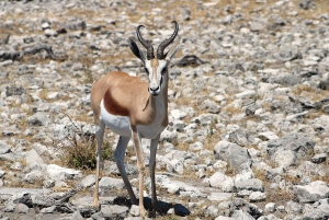 Windhoek: 3-Day Guided Safari in Etosha with Lodge