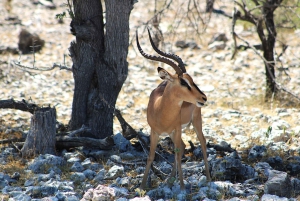 Windhoek: 3-Day Guided Safari in Etosha with Lodge