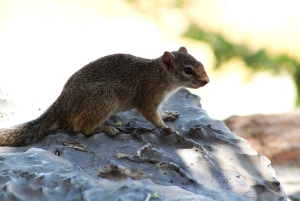 Windhoek: 3-Day Guided Safari in Etosha with Lodge