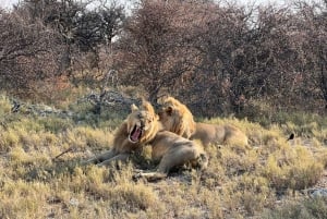 Windhoek: 3-Day Guided Safari in Etosha with Lodge