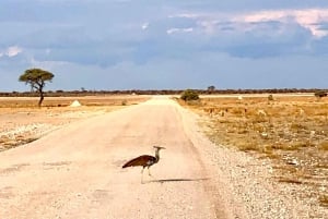 Windhoek: 3-Day Guided Safari in Etosha with Lodge