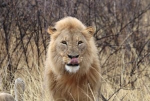 Windhoek: 3-Day Guided Safari in Etosha with Lodge