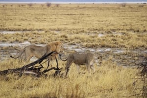 Windhoek: 3-Day Guided Safari in Etosha with Lodge