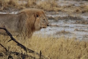 Windhoek: 3-Day Guided Safari in Etosha with Lodge