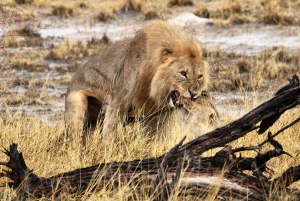 Windhoek: 3-Day Guided Safari in Etosha with Lodge