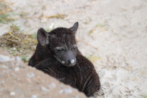Windhoek: 3-Day Guided Safari in Etosha with Lodge