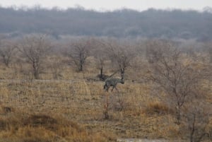 Windhoek: 3-Day Guided Safari in Etosha with Lodge