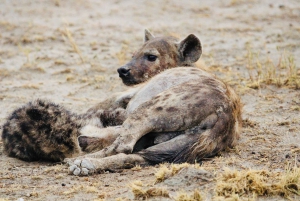 Windhoek: 3-Day Guided Safari in Etosha with Lodge