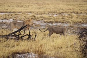 Windhoek: 3-Day Guided Safari in Etosha with Lodge