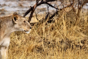 Windhoek: 3-Day Guided Safari in Etosha with Lodge
