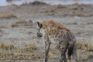 Windhoek: 3-Day Guided Safari in Etosha with Lodge