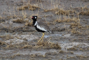 Windhoek: 3-Day Guided Safari in Etosha with Lodge