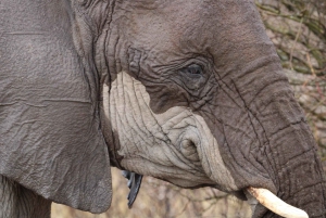 Windhoek: 3-Day Guided Safari in Etosha with Lodge