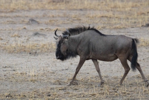 Windhoek: 3-Day Guided Safari in Etosha with Lodge