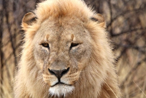 Windhoek: 3-Day Guided Safari in Etosha with Lodge