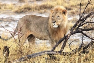 Windhoek: 3-Day Guided Safari in Etosha with Lodge