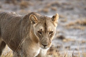 Windhoek: 3-Day Guided Safari in Etosha with Lodge