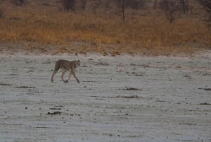Windhoek: 3-Day Guided Safari in Etosha with Lodge