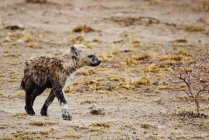 Windhoek: 3-Day Guided Safari in Etosha with Lodge