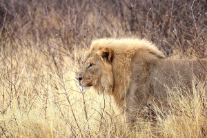 Windhoek: 3-Day Guided Safari in Etosha with Lodge
