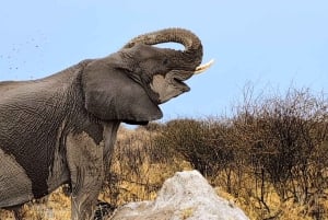 Windhoek: 3-Day Guided Safari in Etosha with Lodge