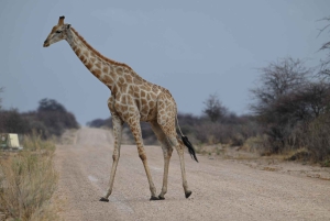 Windhoek: 3-Day Guided Safari in Etosha with Lodge