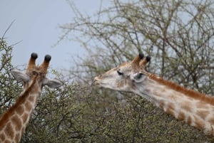 Windhoek: 3-Day Guided Safari in Etosha with Lodge