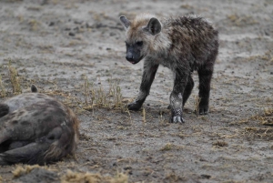 Windhoek: 3-Day Guided Safari in Etosha with Lodge