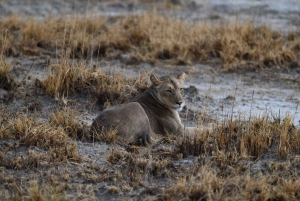 Windhoek: 3-Day Guided Safari in Etosha with Lodge