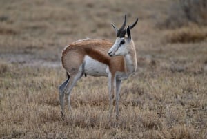 Windhoek: 3-Day Guided Safari in Etosha with Lodge