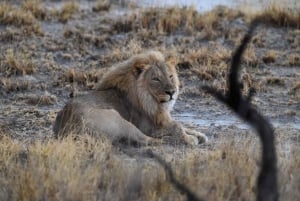 Windhoek: 3-Day Guided Safari in Etosha with Lodge