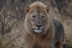 Windhoek: 3-Day Guided Safari in Etosha with Lodge