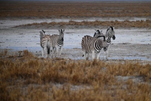 Windhoek: 3-Day Guided Safari in Etosha with Lodge