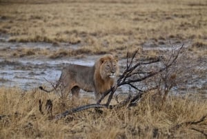 Windhoek: 3-Day Guided Safari in Etosha with Lodge