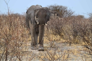 Windhoek: 3-Day Guided Safari in Etosha with Lodge